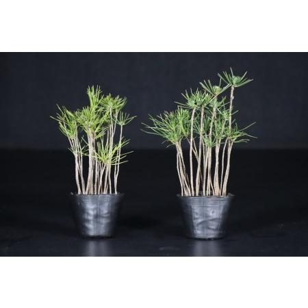 ふるさと納税 【鬼無植木盆栽センター】盆栽の郷・鬼無より　あなたに…！＿各種苗木S-2_T142-012 香川県高松市 