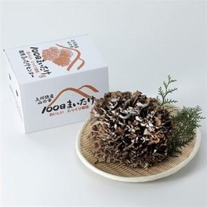 ふるさと納税 100日まいたけ 500g×1株【配送不可地域：離島・沖縄県】【1267431】 群馬県吉岡町_3