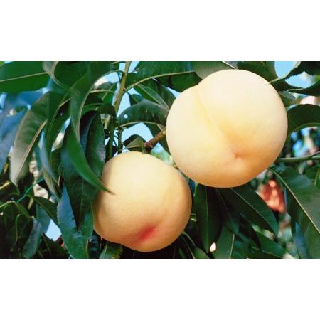 【値下げ】 ふるさと納税 桃 ぶどう フルーツ 萬果荘 清水 白桃 缶 4本とシャインマスカット 缶 4本詰合せ 果物 缶詰 岡山 岡山県岡山市 【NAN1071715994】(37740円)