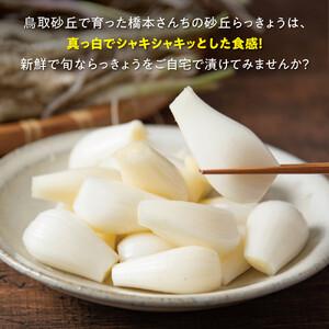 ふるさと納税 橋本さんちの根付き生らっきょう 6kg 鳥取県鳥取市_1