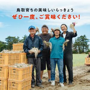 ふるさと納税 橋本さんちの根付き生らっきょう 6kg 鳥取県鳥取市_4