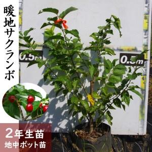 ふるさと納税 [すだ農園]2年生 苗木 ◇暖地さくらんぼ 京都府亀岡市