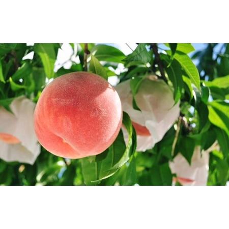 ふるさと納税 【定期便：全７回】くだもの定期便　0047-2601 山形県上山市_2