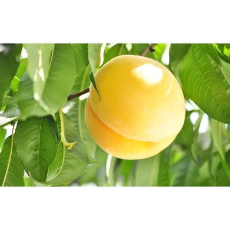 ふるさと納税 【定期便：全７回】くだもの定期便　0047-2601 山形県上山市_3