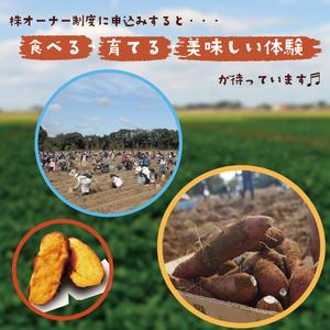 ふるさと納税 【早割Aプラン】2026年度おいも株オーナー制度 1口｜さつまいも 芋 サツマイモ お芋 おいも株 株 オーナー いばらきゴールド らぽ.. 茨城県行方市の画像
