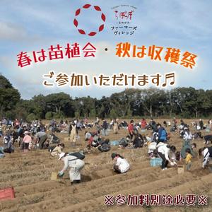 ふるさと納税 【早割Aプラン】2026年度おいも株オーナー制度 1口｜さつまいも 芋 サツマイモ お芋 おいも株 株 オーナー いばらきゴールド らぽ.. 茨城県行方市の画像