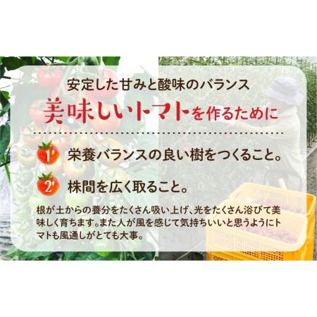 ふるさと納税 飛騨産トマトジュース 180ml×10本入り 食塩無添加 ストレート ミニトマト ミニトマトジュース[Q1680] 岐阜県飛騨市｜furunavi｜03