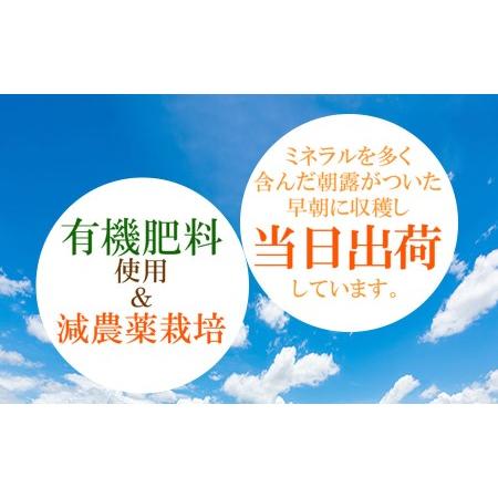 ふるさと納税 【令和6年産先行予約】本場白山産 濃厚だだちゃ豆【早生甘露(わせかんろ)】3kg（500g×6袋）　農家 長四郎 山形県鶴岡市｜furunavi｜03