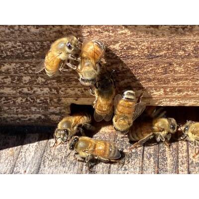 ふるさと納税 南アルプス天空舎が贈る「３種の上宮地産はちみつ（アカシア・ハゼ・さくら）」（各300g）ALPAB098 山梨県南アルプス市の画像