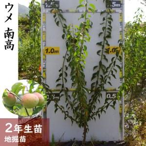 ふるさと納税 [すだ農園]2年生 苗木 ウメ(実梅) 南高 京都府亀岡市