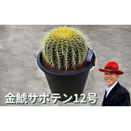 ふるさと納税 金鯱サボテン12号 植物 グリーンインテリア 緑 さぼてん 