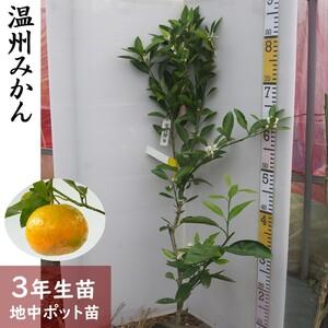 ふるさと納税 [訳あり] 3年生 苗木 温州ミカン(品種おまかせ) 京都府亀岡市