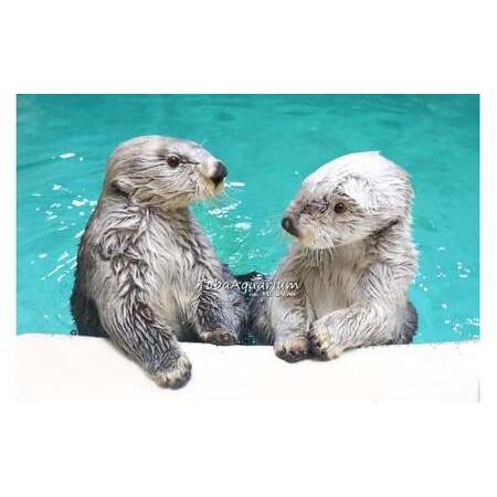 ふるさと納税 17-05鳥羽水族館 年間パスポート 小人 三重県鳥羽市