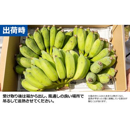 ふるさと納税 【希少】甘さ濃厚もっちりアップルバナナ3kg 沖縄県