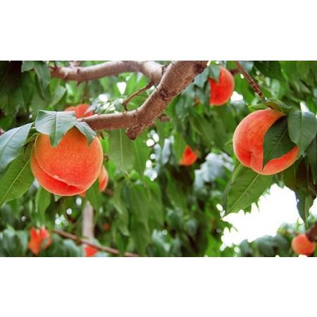 ふるさと納税 《先行予約 2026年度発送》【山形県産】白桃5kg(小玉20〜25玉) もも モモ 桃 デザート フルーツ 果物 くだもの 果実 食品 山形県 FSY-250.. 山形県の画像