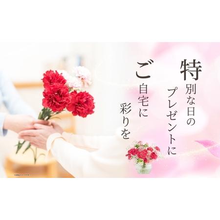 ふるさと納税 ＜2026年9月〜11月まで3ヵ月年代順の継続お届け＞北海道 カーネーション 入り合わせる 4種類 20本以上 花 胸花 切花 胸花 旬 時季 生け花 フラ.. 北海道月形町