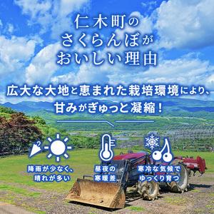 ふるさと納税  先行予約  北海道 仁木町産 厳選品 サクランボ 佐藤錦  1.2kg （300g×4） Lサイズ以上  松山商店 北海道仁木町｜furunavi｜04