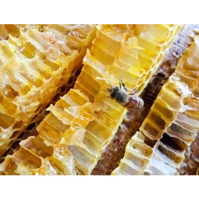 ふるさと納税 【AB101】対馬和蜂蜂蜜 50g×2本 | はちみつ 長崎県の画像