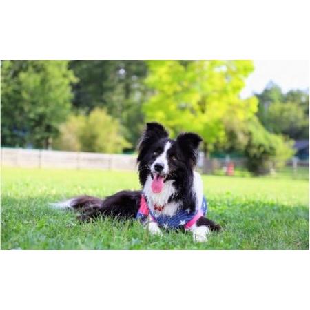 ふるさと納税 夢のドッグリゾートWoof 2F山中湖側ペア宿泊券  YN005 山梨県山中湖村 |  | 03