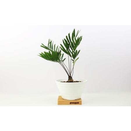 ふるさと納税 【観葉植物】ザミアフロリダーナ 沖縄県名護市 