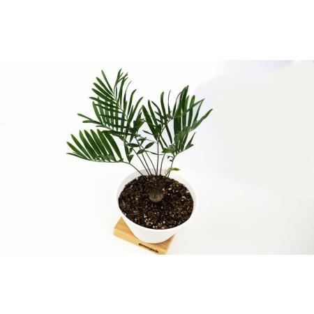 ふるさと納税 【観葉植物】ザミアフロリダーナ 沖縄県名護市 