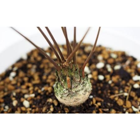 ふるさと納税 【観葉植物】ザミアフロリダーナ 沖縄県名護市 