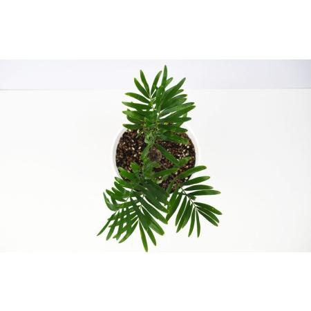 ふるさと納税 【観葉植物】ザミアフロリダーナ 沖縄県名護市 