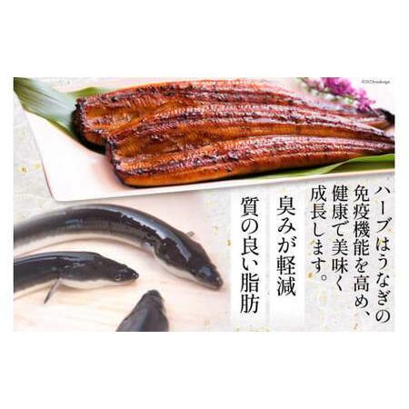 ふるさと納税 宮崎県産 ハーブ うなぎ 蒲焼 4尾 計680g タレ山椒付き [鰻楽 宮崎県 日向市 452060538] 真空パック 国産 蒲焼き 長焼き ウナギ 鰻.. 宮崎県日向市