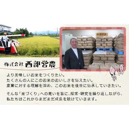 ふるさと納税 ほたるいか米（玄米10kg）×3回 計30kg【3ヶ月定期便】 [D-021001] 富山県滑川市の画像