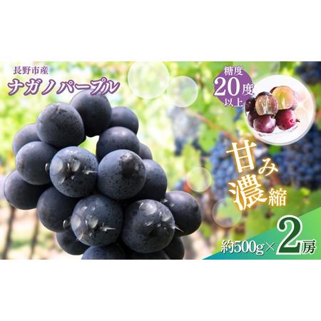 ふるさと納税 ぶどう 先行予約 ナガノパープル 2房 葡萄 ブドウ ふるさと納税 ぶどう 先行予約 ナガノパープル 2房 葡萄 ブドウ