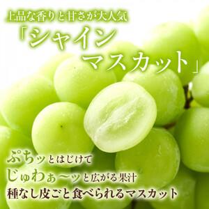 ふるさと納税 2026年産ぶどう  シャインマスカット 約4kg 6〜12房入り 葡萄 ブドウ シャイン マスカット 果物 フルーツ デザート おやつ 種なし .. 長野県長野市の画像