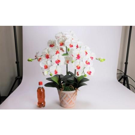 ふるさと納税 綺麗で丈夫な三河陶器で贈る光触媒胡蝶蘭大輪３本立（ホワイトビスクの陶器×白の花） H100-091 愛知県碧南市の画像