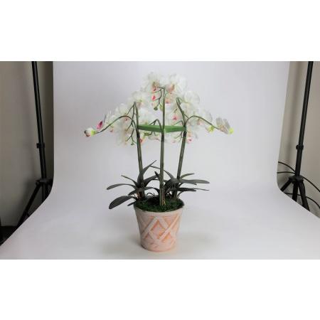 ふるさと納税 綺麗で丈夫な三河陶器で贈る光触媒胡蝶蘭大輪３本立（ホワイトビスクの陶器×白の花） H100-091 愛知県碧南市の画像