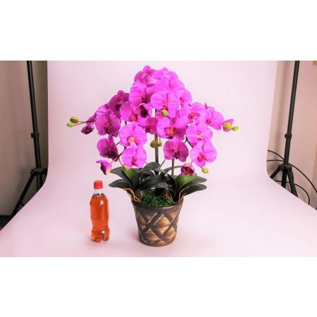 ふるさと納税 綺麗で丈夫な三河陶器で贈る光触媒胡蝶蘭大輪３本立（茶の陶器×バイオレット色の花） H100-092 愛知県碧南市の画像