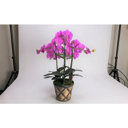 ふるさと納税 綺麗で丈夫な三河陶器で贈る光触媒胡蝶蘭大輪３本立（茶の陶器×バイオレット色の花） H100-092 愛知県碧南市の画像