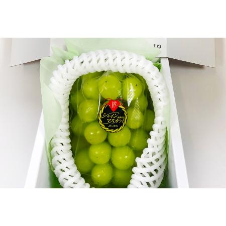 ふるさと納税 C-698 待ちきれないシャインマスカット（大粒）1房 島根県益田市の画像