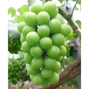 ふるさと納税 [2026年先行受付]エコファーマー生産!シャインマスカット2kg[北海道・沖縄・離島 配送不可] 兵庫県三木市