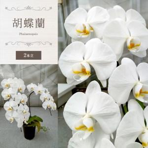 ふるさと納税 胡蝶蘭（2本立） 栃木県真岡市