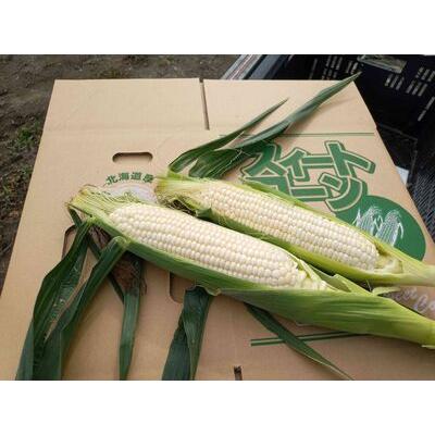 ふるさと納税 ＜2026年8月中旬よりお届け＞＜朝採り＞北海道壮瞥町　ホワイトコーン「ピュアホワイト」Lサイズ以上22本（約10kg）【 ふるさと納.. 北海道壮瞥町