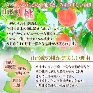 ふるさと納税 山形産 白桃 秀 3kg(8玉〜14玉)【令和8年産先行予約】FU23-315 くだもの 果物 フルーツ 山形 山形県 山形市 2026年産 山形県山形市の画像