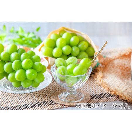 激安セール ふるなび ふるさと納税 シャインマスカット 約2 4房 約1 2kg 信州グルメ市場 23年発送 9月中旬頃 10月下旬頃まで順次発送予定 長野県須坂市 Avtor Com Ar