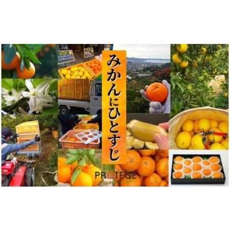 ふるさと納税 【はるか】良品約5kg ＜2025年2月から3月中旬頃発送＞ （ 愛媛 みかん 先行予約 蜜柑 柑橘 果物 くだもの フルーツ お取り寄せ グ.. 愛媛県松山市｜furunavi｜03