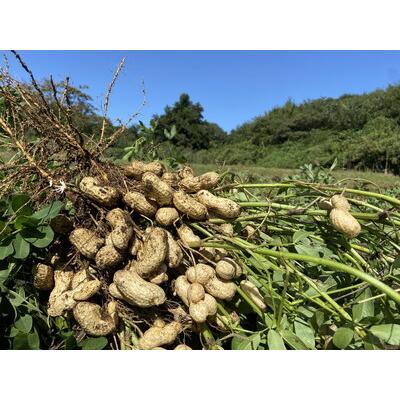 ふるさと納税 大粒生落花生「おおまさり」3kg ｜ 落花生 大粒 ピーナッツ おつまみ 国産 おやつ 冷蔵 那須 栃木県 那須町〔P-83〕 ※2026年9月〜.. 栃木県那須町_2