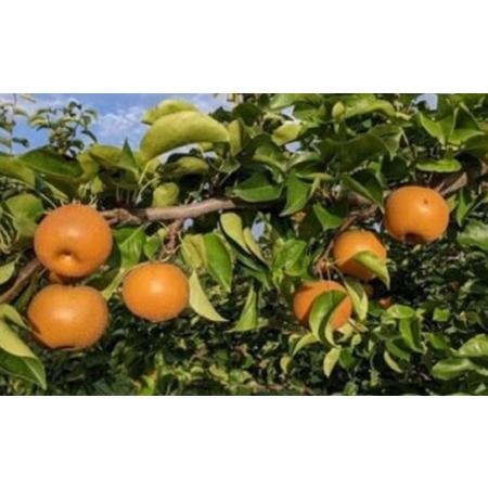 ふるさと納税 【2026年先行予約】農家直送「和梨」約3kg 中山町 渡辺ファーム F4A-0261 山形県中山町