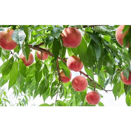 ふるさと納税 《2026年度先行予約》山形県産 白桃（品種・玉数おまかせ7〜12玉） 約3kg 果物 くだもの フルーツ 桃 もも モモ 山形県 中山町 F4A.. 山形県中山町の画像