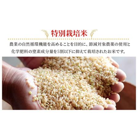 クーママ様。和歌山産 きぬむすめ