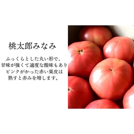 ふるさと納税 【2026年7月上旬発送開始予定】 岩手県産 こだわりトマト 詰め合せセット （ 大玉 1kg ／ ミニトマト 700g ） ／ 大玉 とまと ト.. 岩手県八幡平市_2