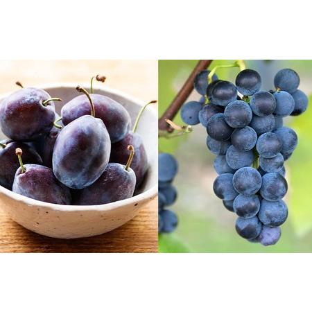 ウルトラ！ ふるさと納税 【ニトリ観光果樹園が贈るフルーツ王国定期便！】豪華！！旬のフルーツ4回発送コース_Y074-0016 北海道余市町 【PET1911588433】(67320円)