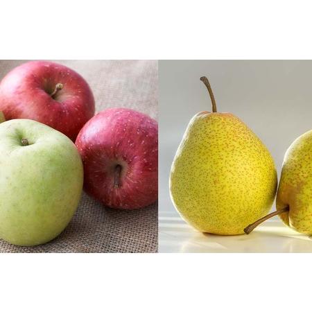 ウルトラ！ ふるさと納税 【ニトリ観光果樹園が贈るフルーツ王国定期便！】豪華！！旬のフルーツ4回発送コース_Y074-0016 北海道余市町 【PET1911588433】(67320円)