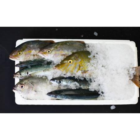 ふるさと納税 【漁港直送】朝獲れ鮮魚 詰め合わせ 2ｋｇ 鹿児島県南さつま市｜furunavi｜03